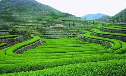 青島沽河青青農(nóng)業(yè)合作社